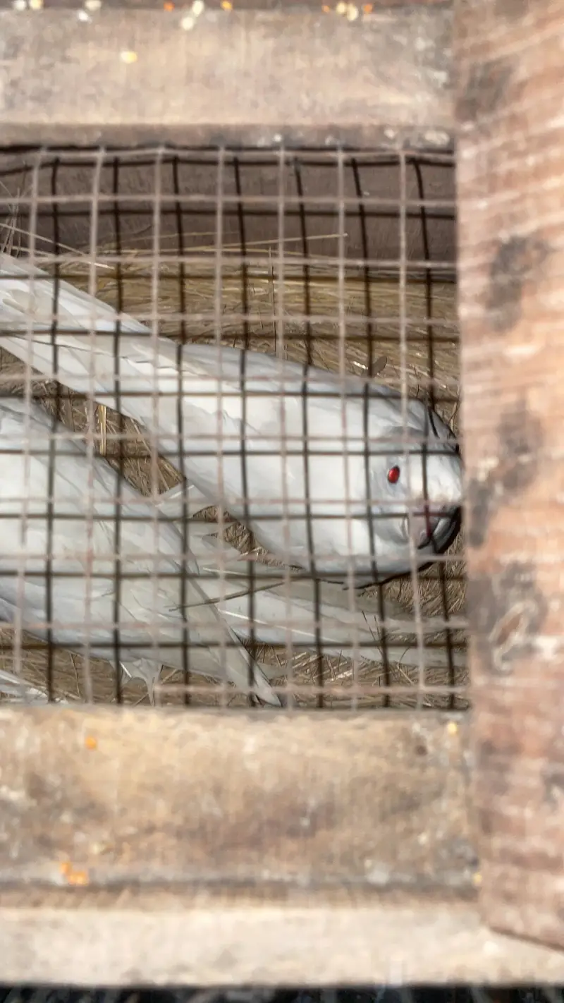 Cacktail Pair — photo 3