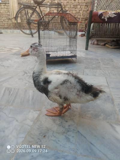 Duck For Sale - White Black Spots wali