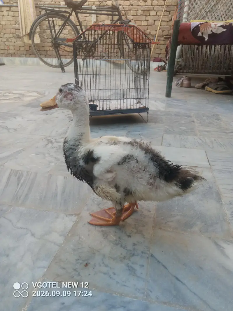 Duck For Sale - White Black Spots wali