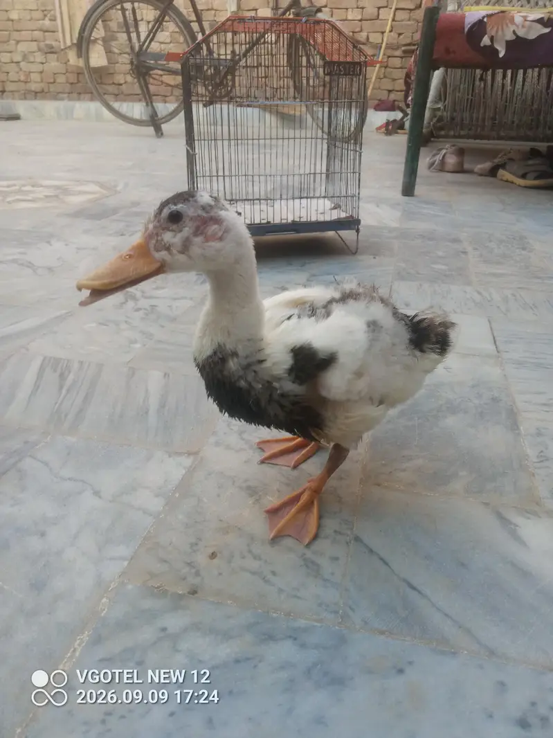 Duck For Sale - White Black Spots wali — photo 2