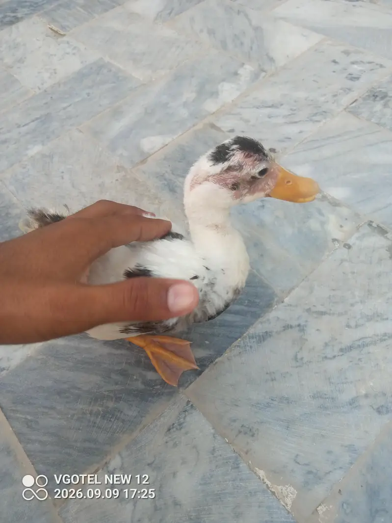 Duck For Sale - White Black Spots wali — photo 3