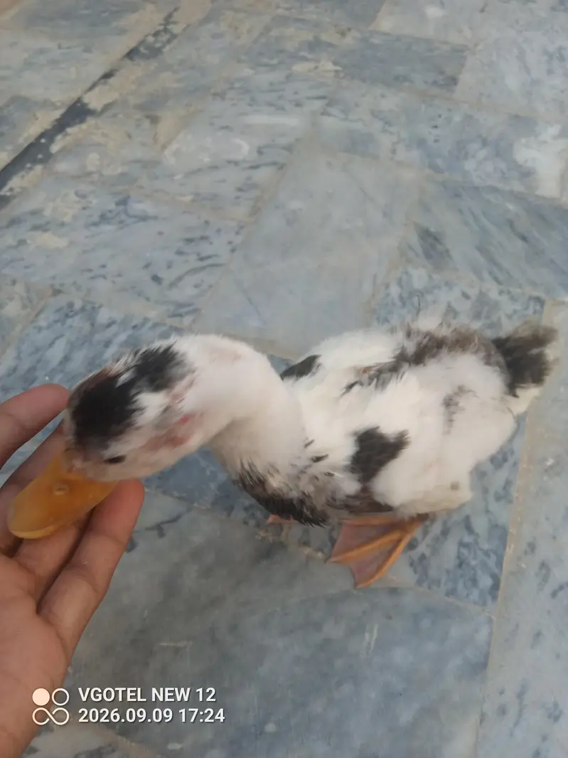 Duck For Sale - White Black Spots wali — photo 4