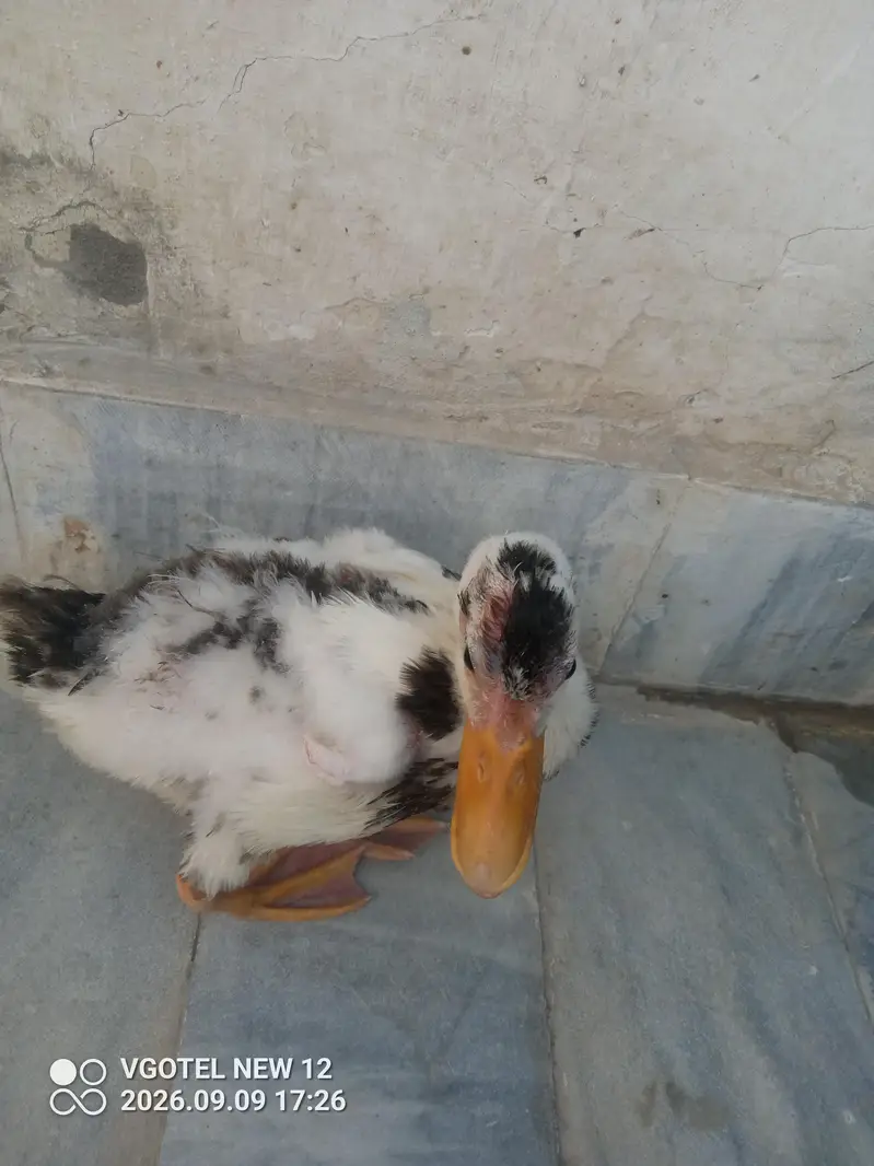 Duck For Sale - White Black Spots wali — photo 5