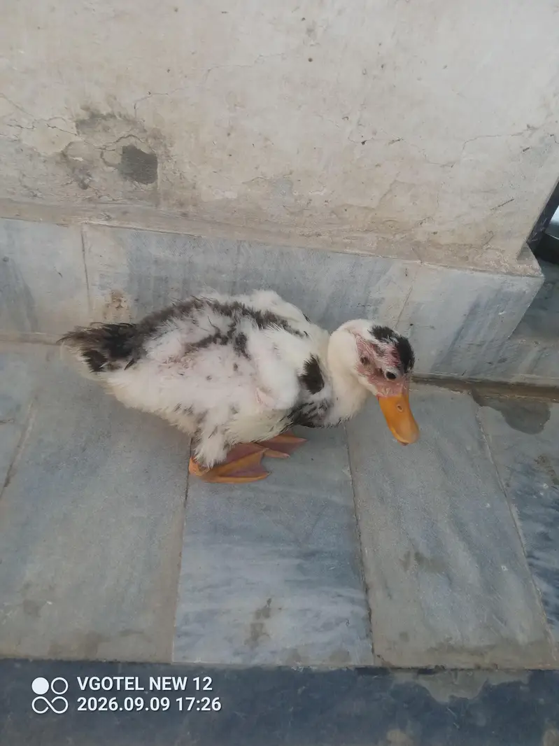 Duck For Sale - White Black Spots wali — photo 6