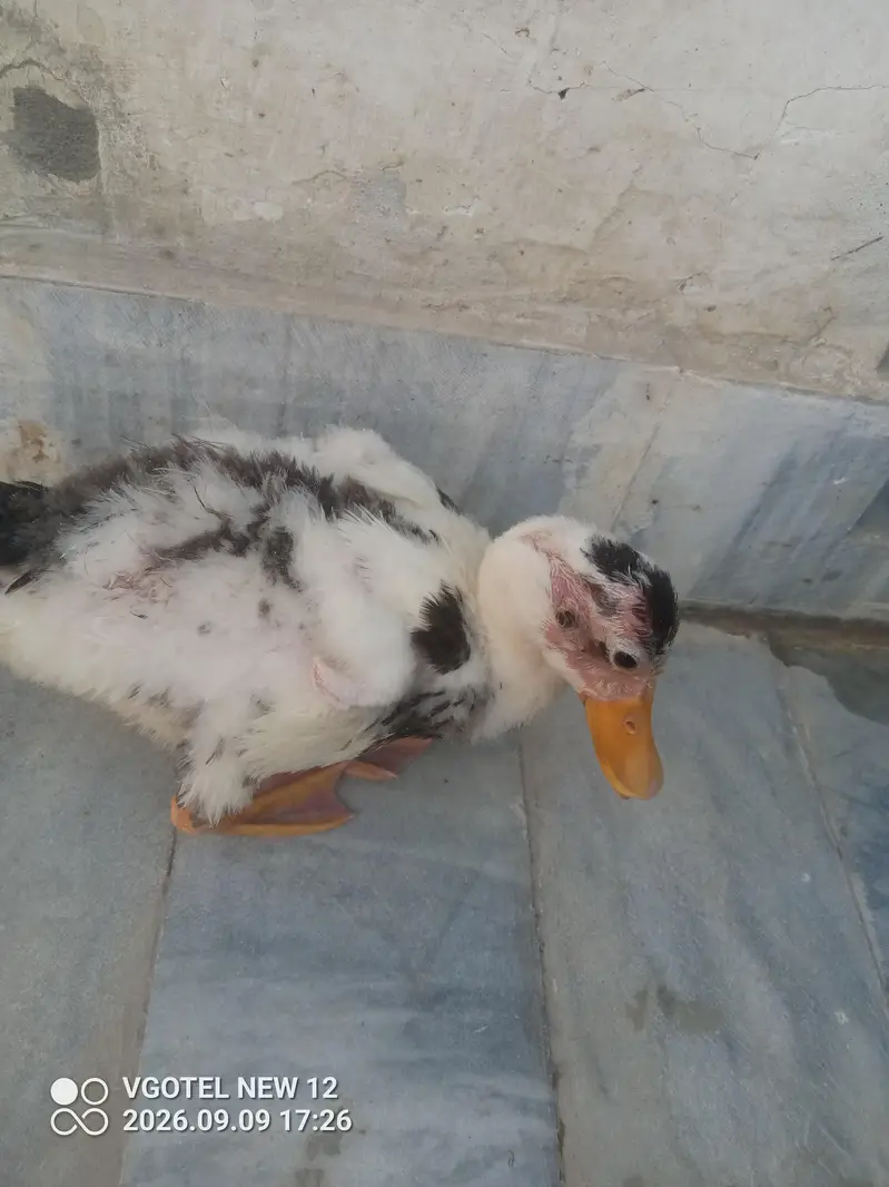 Duck For Sale - White Black Spots wali — photo 7