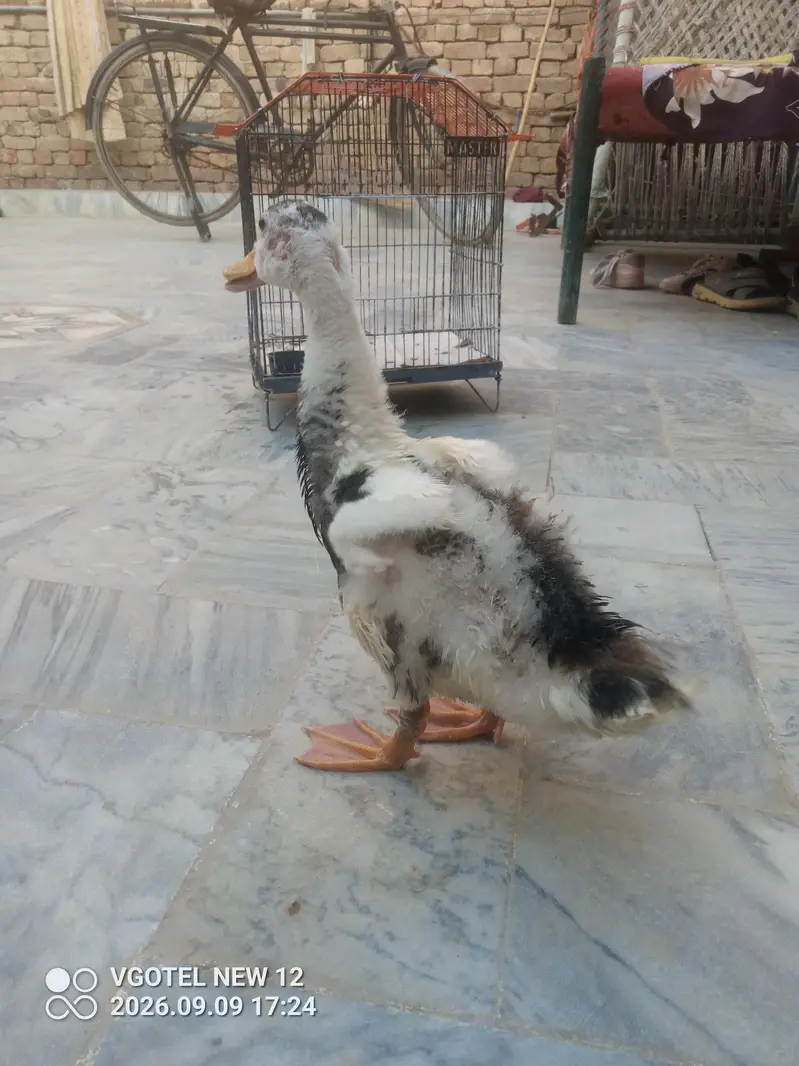 Duck For Sale - White Black Spots wali — photo 8