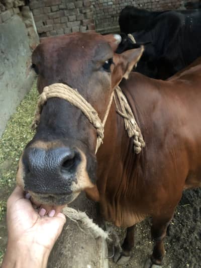 heifer