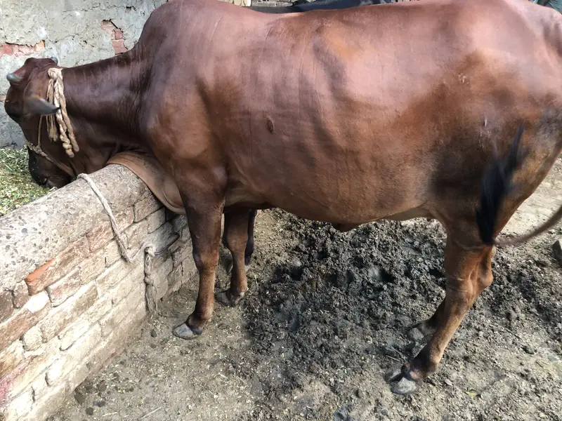 heifer — photo 2
