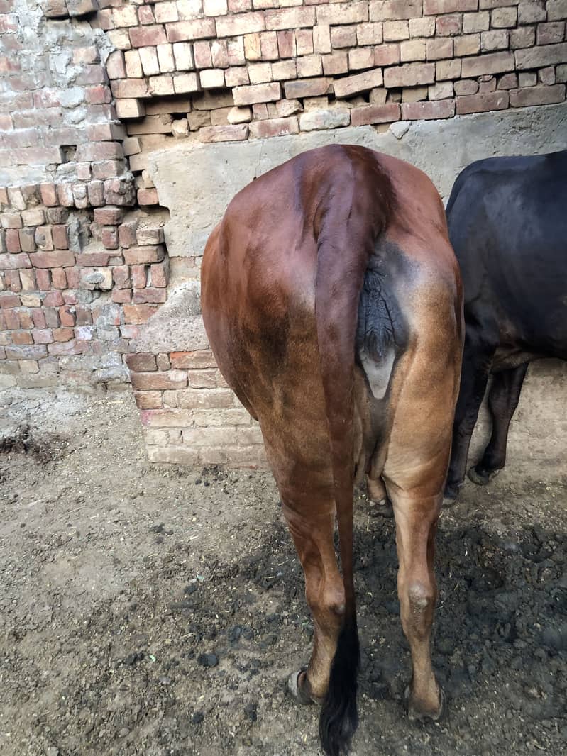 heifer 2