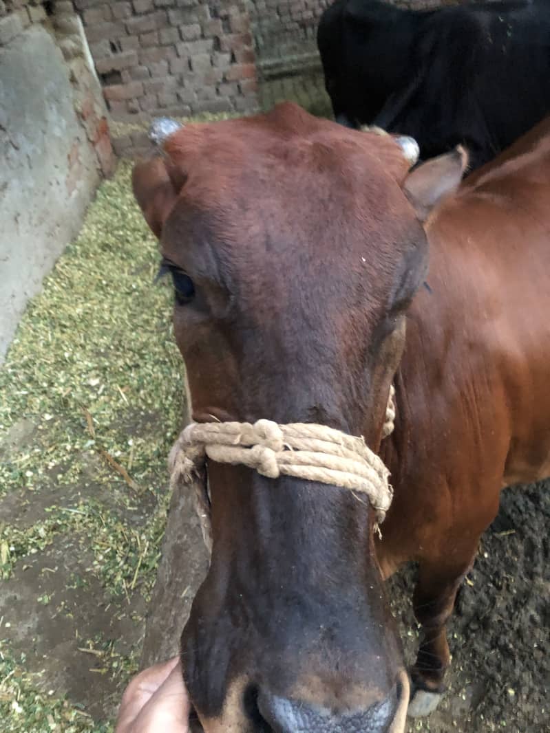 heifer 3