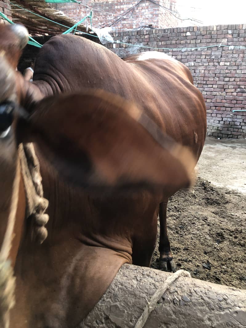 heifer 4