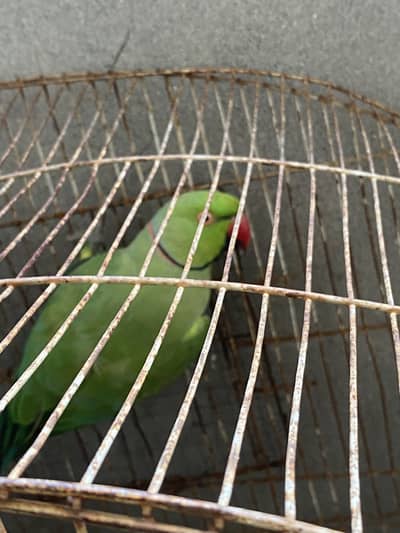 Ringneck Male