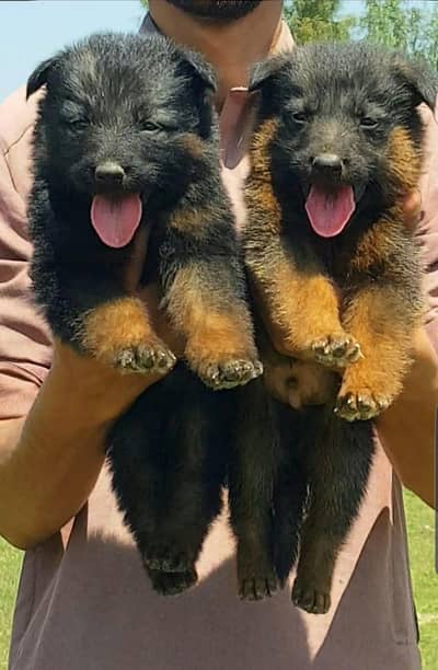 German Shepherd double coat pair 2 month for sale