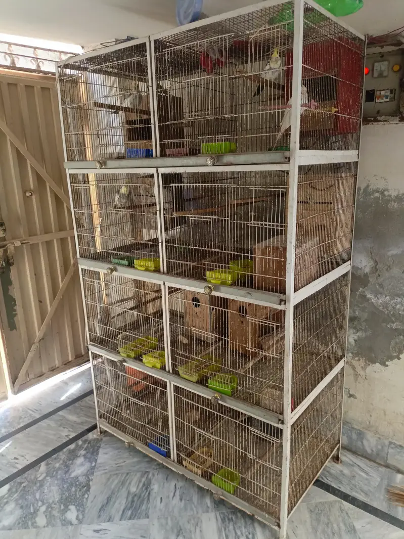 3 pair coctail 4 pair love birds — photo 2