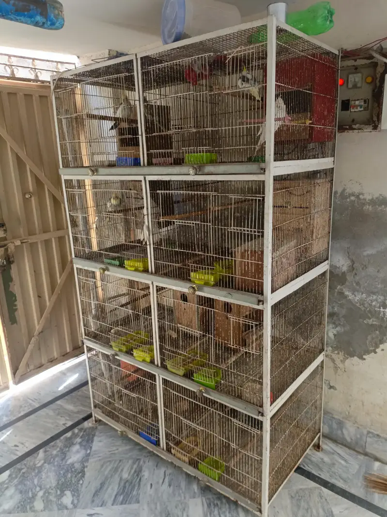 3 pair coctail 4 pair love birds — photo 4