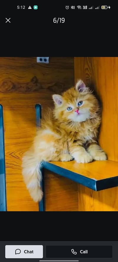 availableparshion kitten cat male and female British
