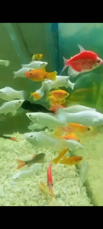 black and white molly fish for sale all fish are breeder