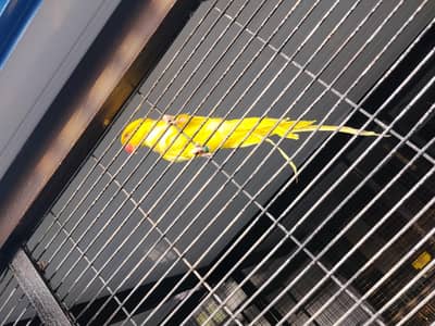 yellow birds