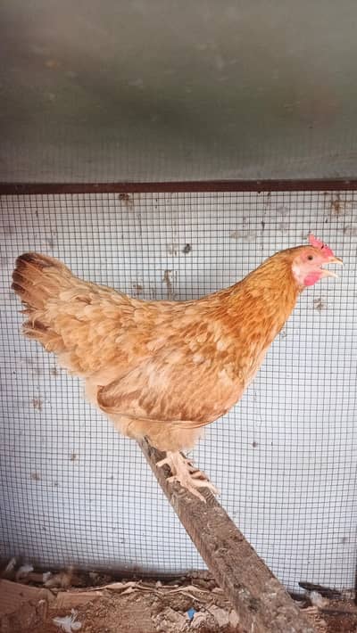 Hens available