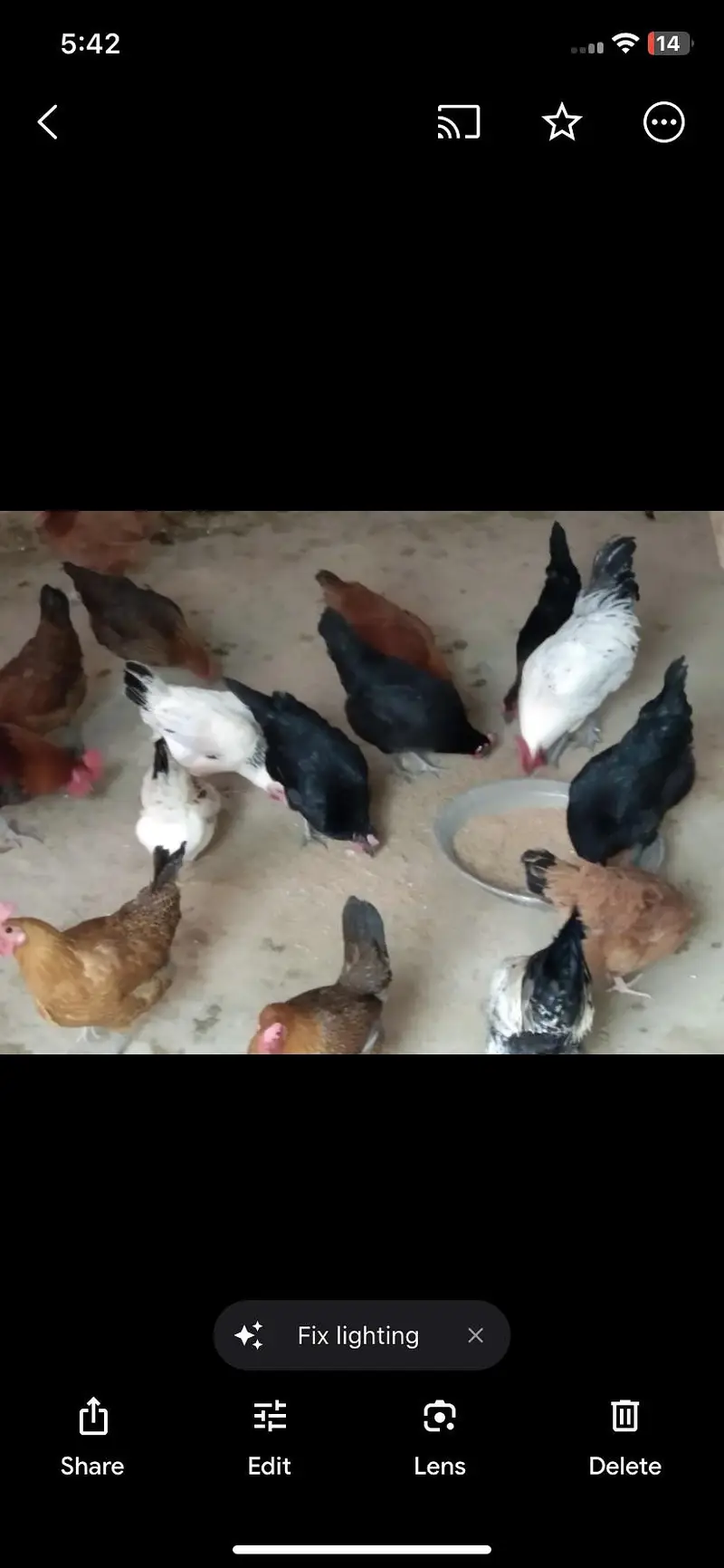 Hens available — photo 2