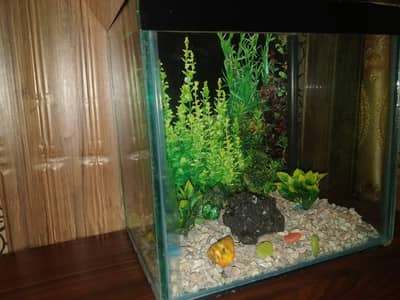 Aquarium with New Filter oxygen and accessories