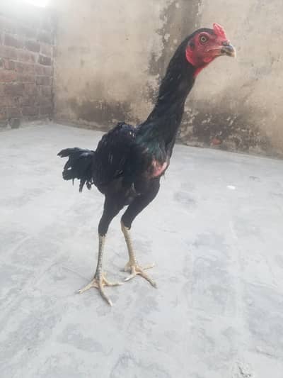 pure aseel burmi x pakoya