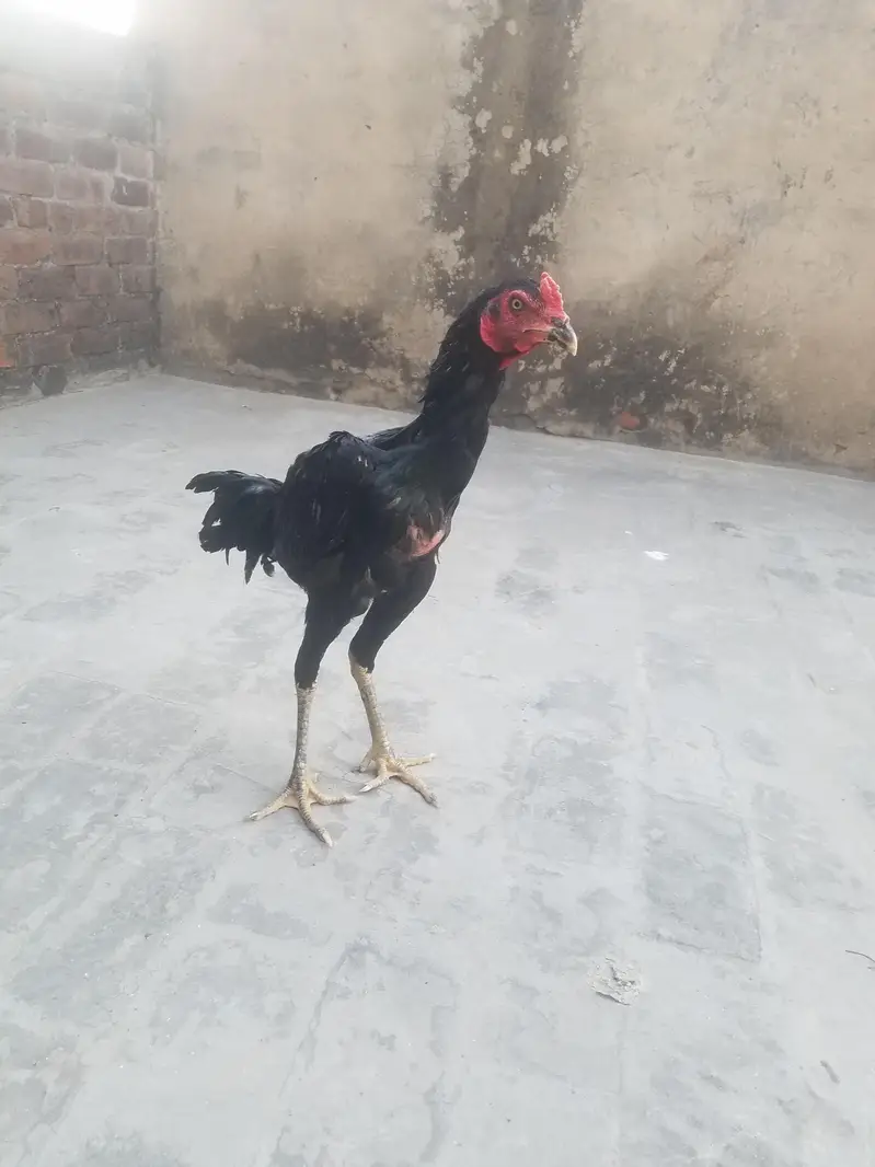 pure aseel burmi x pakoya — photo 2