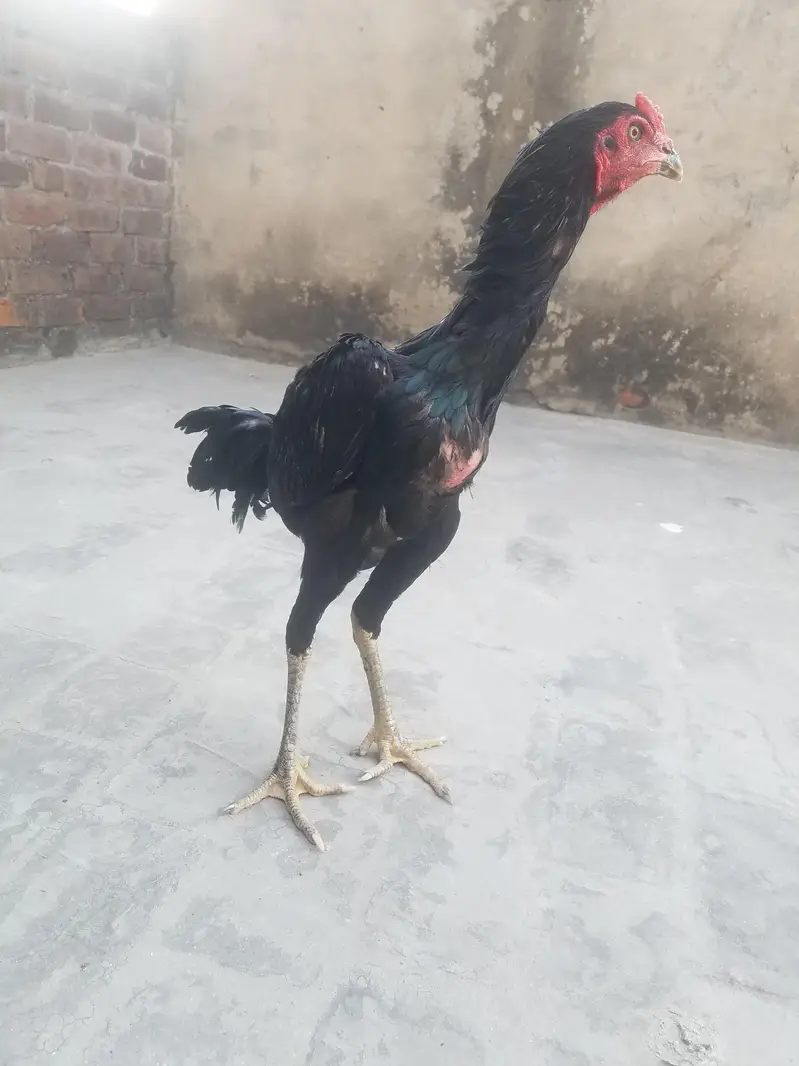 pure aseel burmi x pakoya — photo 3