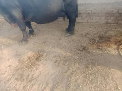 sone wali buffalo for sale