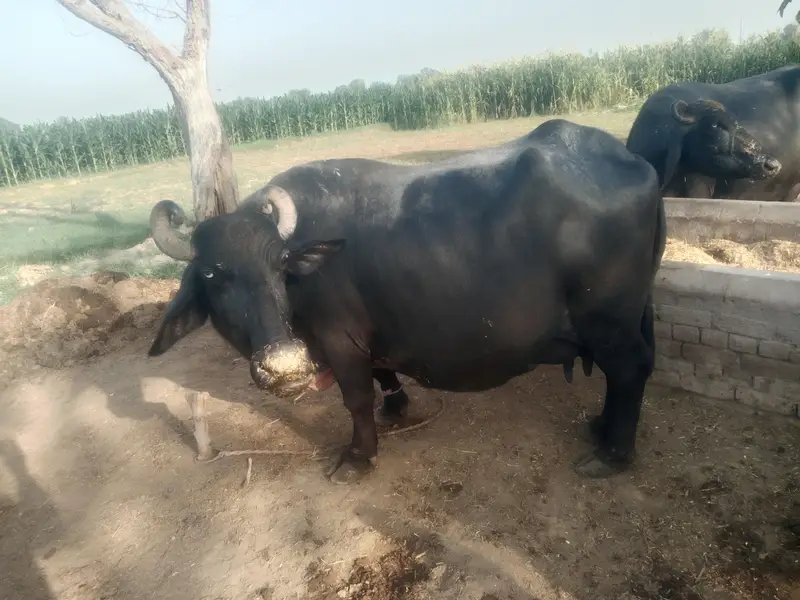sone wali buffalo for sale — photo 2