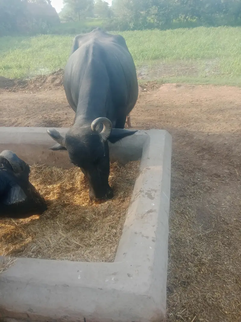 sone wali buffalo for sale — photo 3