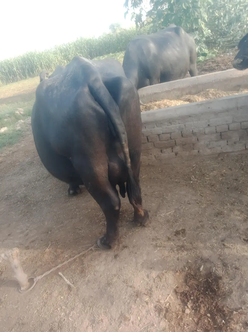 sone wali buffalo for sale — photo 4