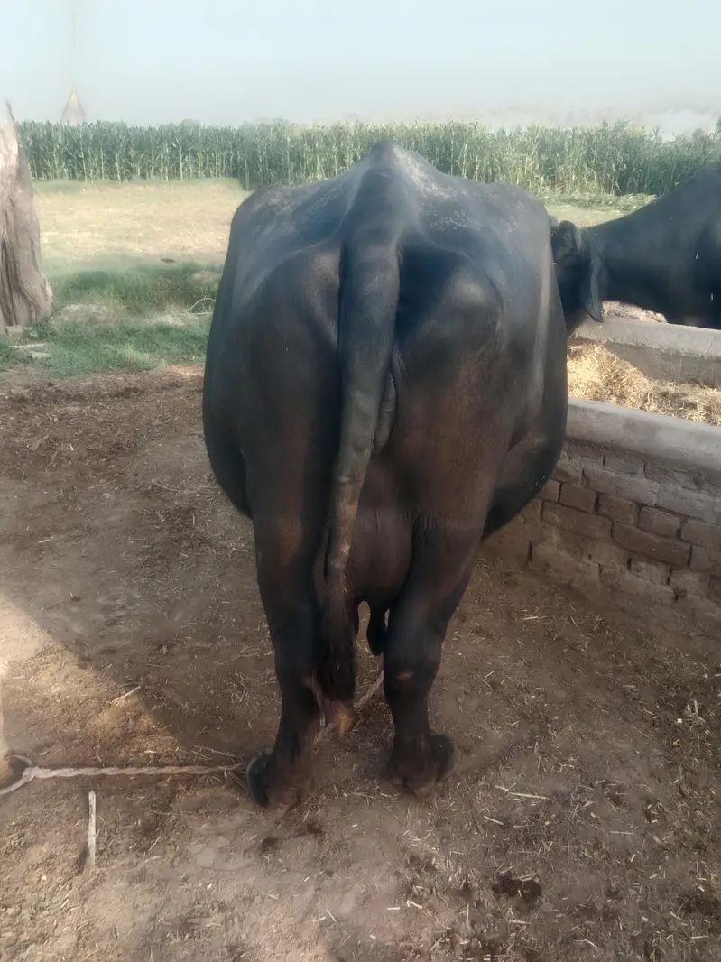 sone wali buffalo for sale — photo 5