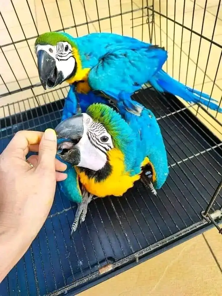blue and gold macaw chicks for sale age 5 month — photo 2