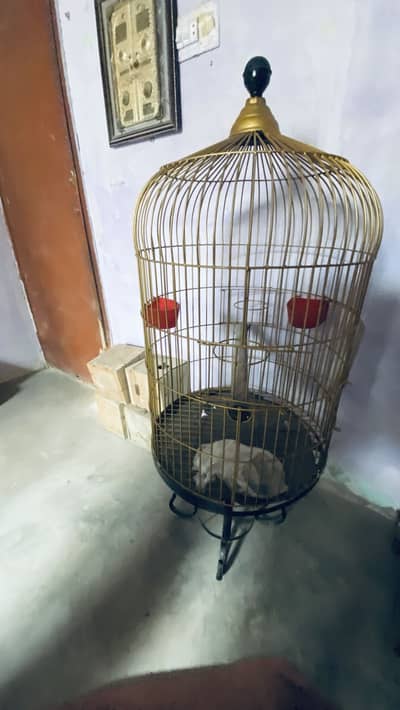 Grey parrot cage