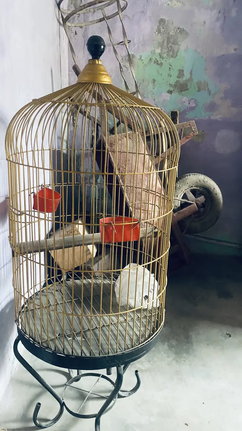 Grey parrot cage — photo 4