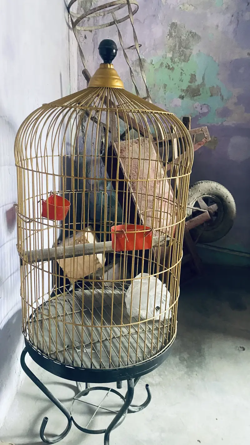Grey parrot cage — photo 5