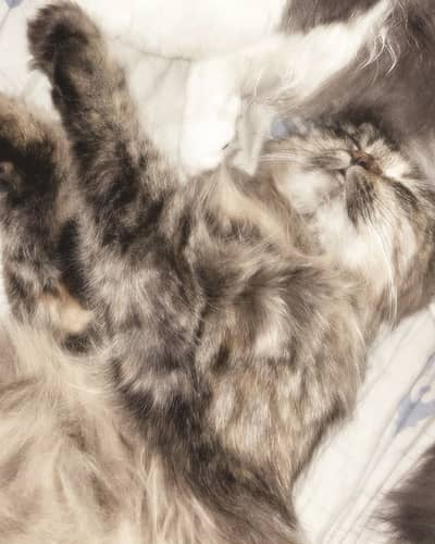 Persian female cat