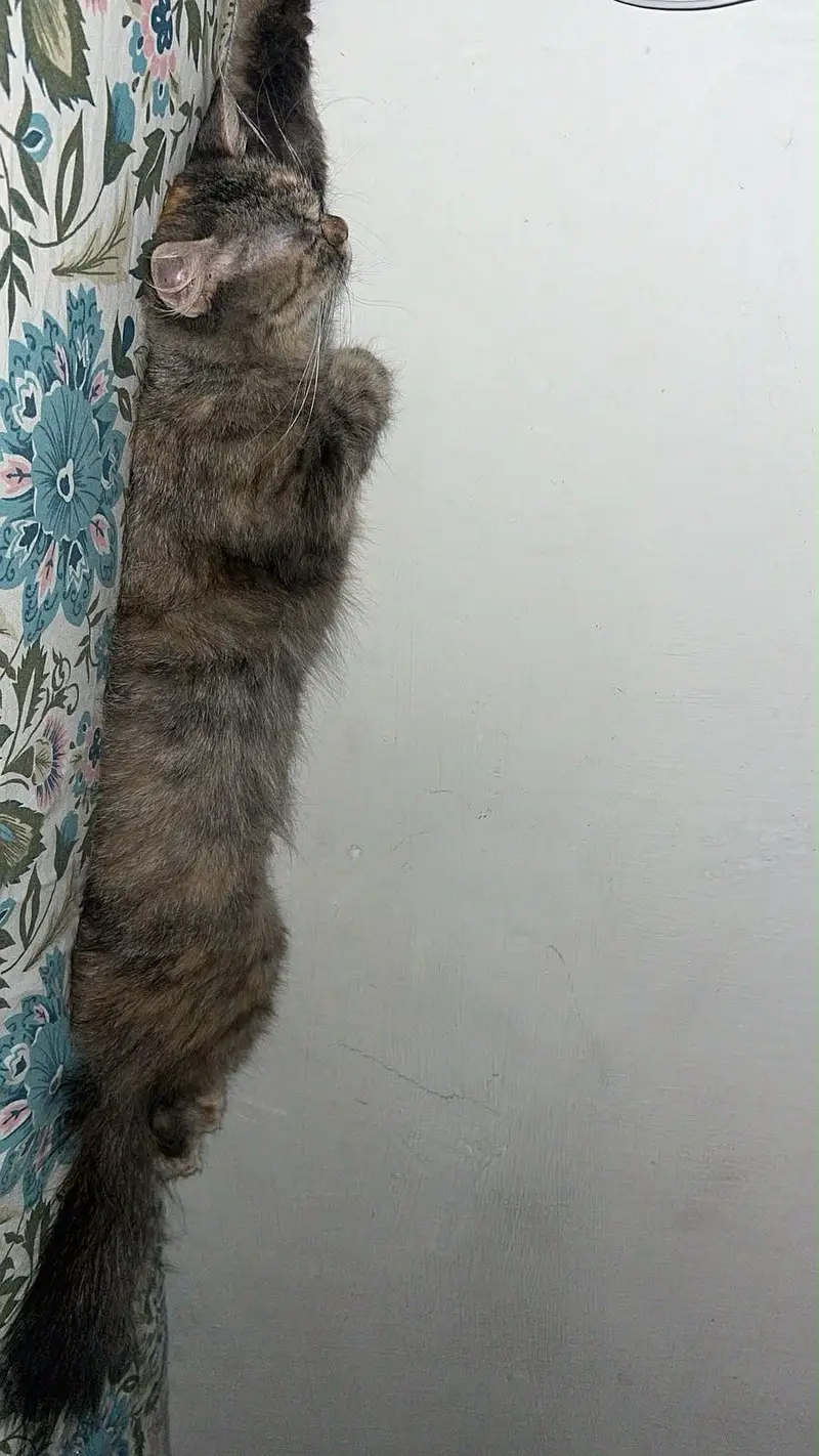 Persian female cat — photo 3