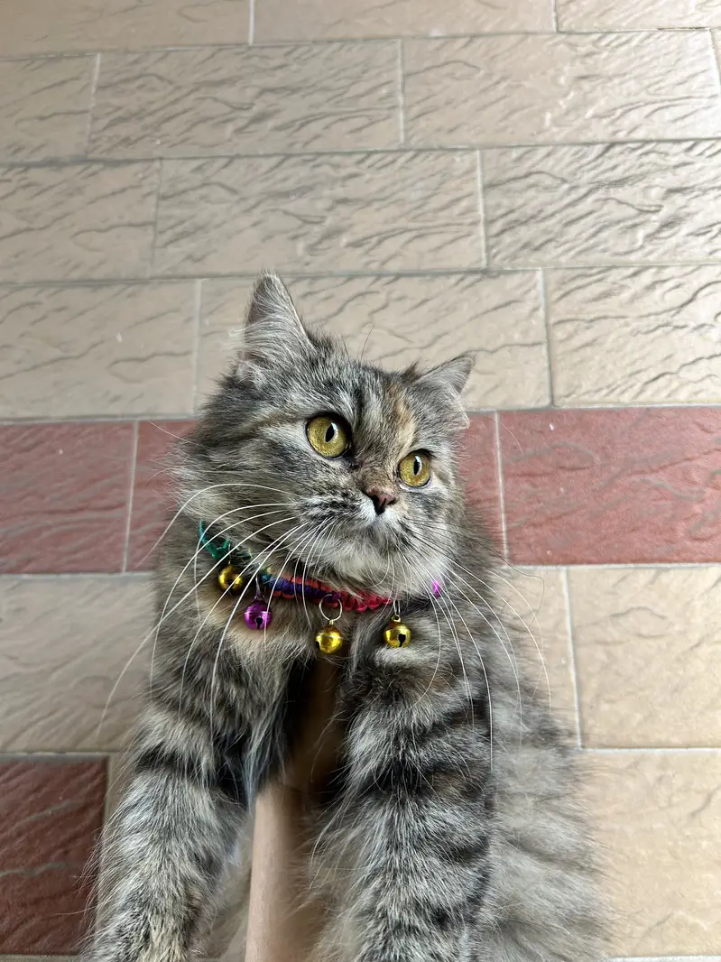 Persian female cat — photo 5