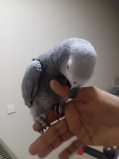 Grey Parrot For sale ( slightly red feather)