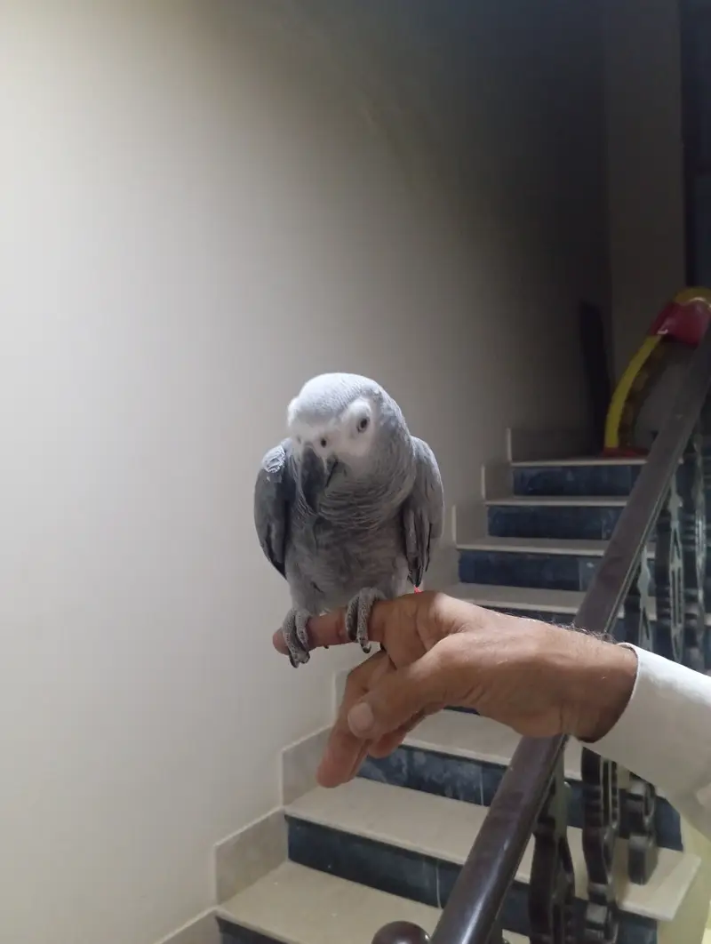 Grey Parrot For sale ( slightly red feather) — photo 2
