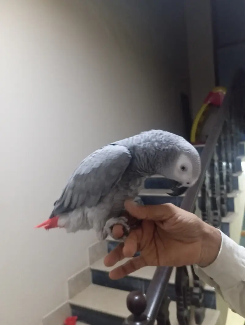 Grey Parrot For sale ( slightly red feather) — photo 3