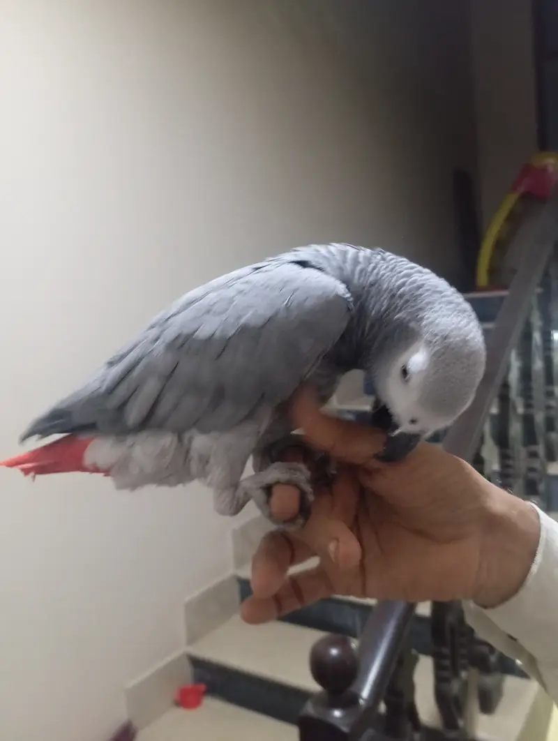 Grey Parrot For sale ( slightly red feather) — photo 4