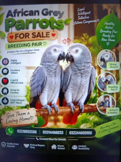 African gray parrot grey tota breader pair dna gry parot