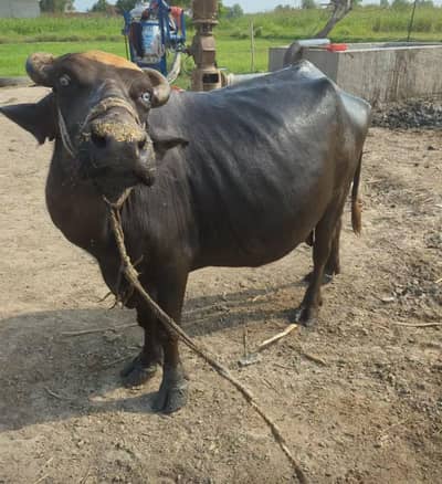 healthy buffalo