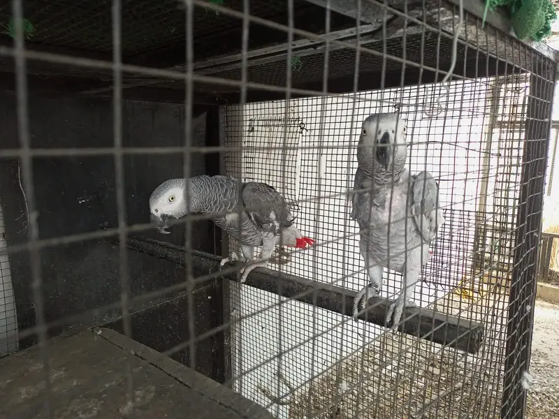 African gray parrot grey tota breader pair dna gry parot — photo 2