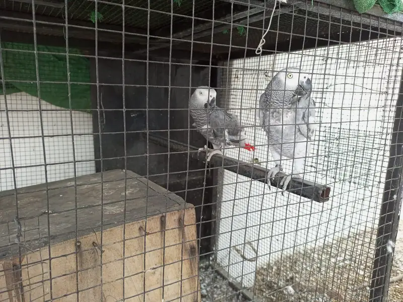 African gray parrot grey tota breader pair dna gry parot — photo 3