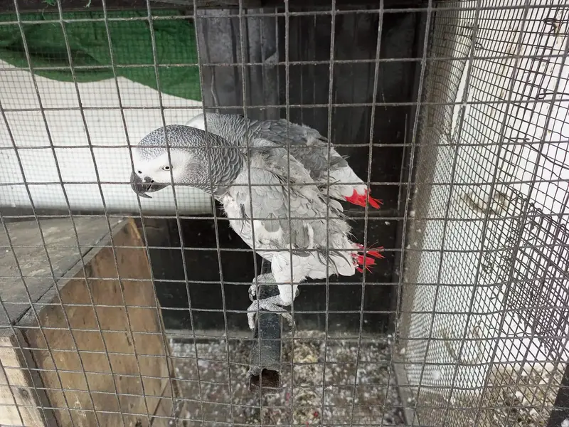African gray parrot grey tota breader pair dna gry parot — photo 5