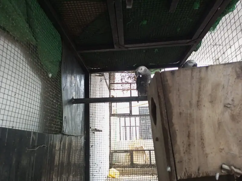 African gray parrot grey tota breader pair dna gry parot — photo 6